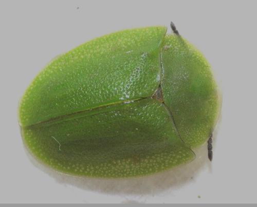 Réf. 340 131 : Cassida viridis